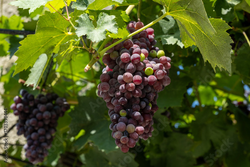Wallpaper Mural Close-up of ripe red grapes hanging from a vine with lush green leaves. Sunlight illuminates the vineyard, hinting at the upcoming harvest season. Torontodigital.ca