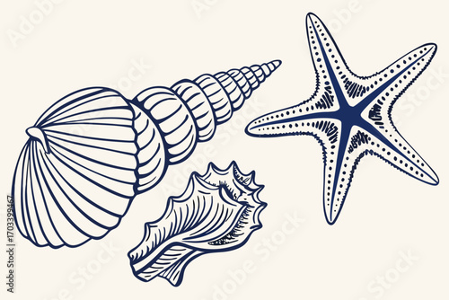 Nautical Collection Starfish and Seashell Illustrations.