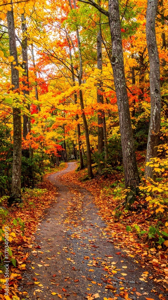 Fototapeta premium Autumn path through colorful forest