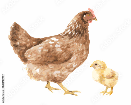 Watercolor painting of a mother hen and her chick on a white background