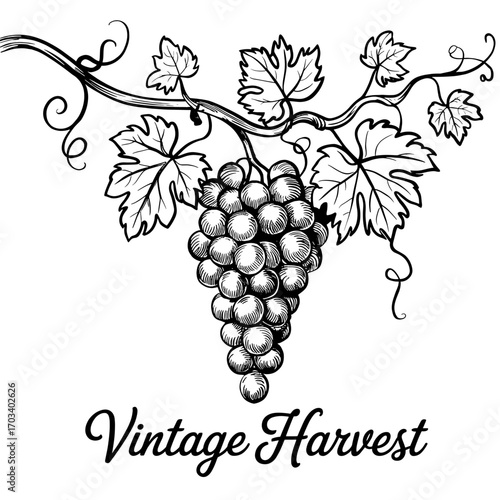 Illustration of grapevine with clusters of grapes representing vintage harvest in a rustic style