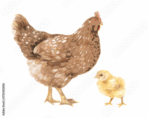 Watercolor illustration of a mother hen and her chick on a white background