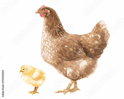Watercolor painting of a mother hen and her chick on a white background