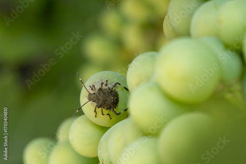 Brown marmorated stink bug (Halyomorpha halys) on a green grape in a vineyard. A common agricultural pest causing significant damage to fruit crops, especially during autumn harvest.