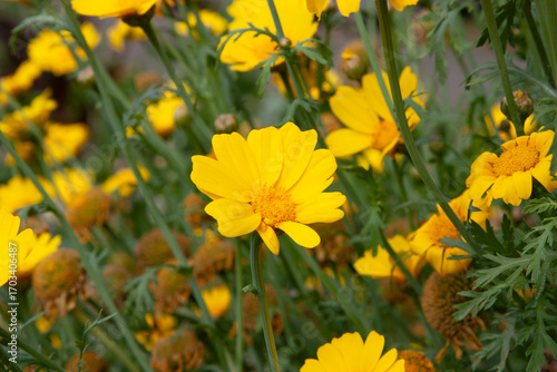 Yellow flowers. Glebionis segetum, Glebionis coronaria or the Crown daisy flowers. A field of small golden flowers for background, post, screensaver, wallpaper, postcard, banner, cover, website
