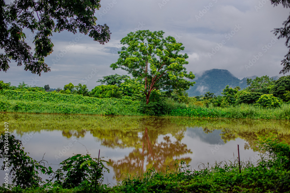 Fototapeta premium Close-up of natural background of various trees on high mountains and mist spreading throughout the trees as rain falls on the way.