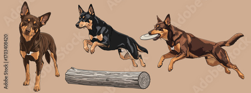 Australian Kelpie dog personality active poses set vector illustration