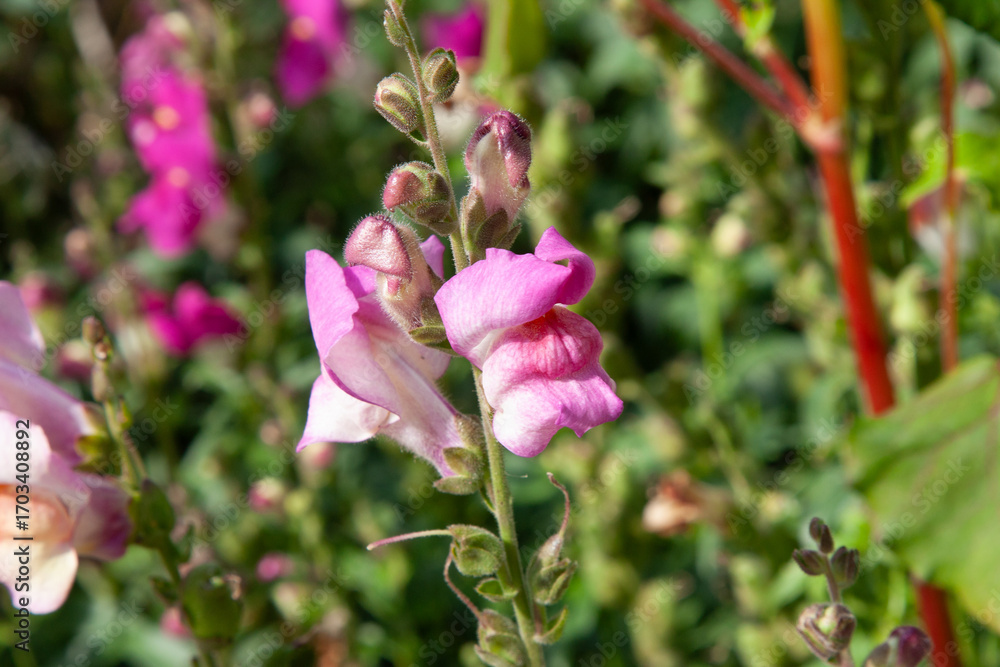 Cute pink flowers. closeup of pink snapdragon blossoms. Summer garden flowers for background, post, screensaver, wallpaper, postcard, banner, cover, website Cute pink flowers. closeup of pink snapdragon blossoms. Summer garden flowers for background, post, screensaver, wallpaper, postcard, banner, cover, website