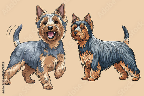 Australian Silky Terrier dog standing pose set vector illustration