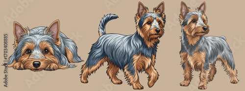 Australian Silky Terrier dog profile pose set vector illustration