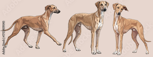 Azawakh dog standing and walking pose set vector illustration