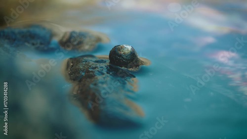 Sea snail submerged by rising tide in shallow water