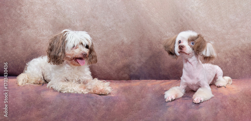 Quadro su tela chinese crested dog on a vintage background before grooming and after grooming i