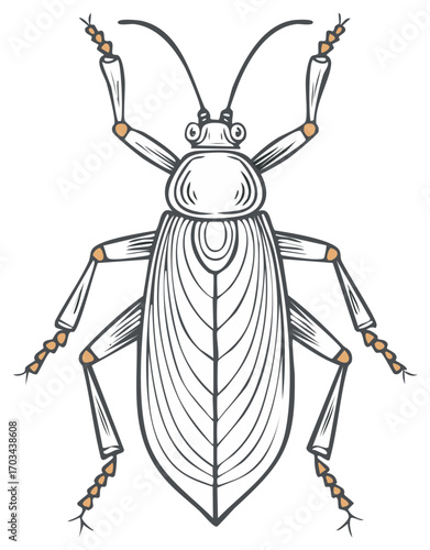 Beetle Insect Illustration Black and White Outline