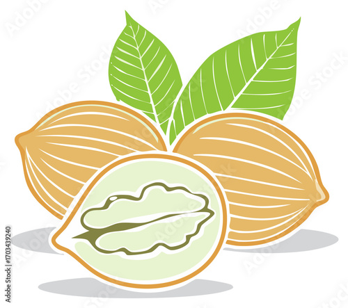 Fresh walnuts with green leaves and a cut nut revealing its kernel illustration