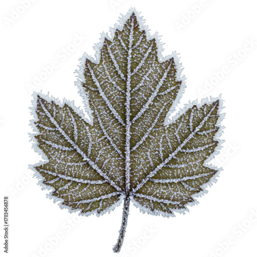 Frosty leaf in winter season isolated PNG with Transparent Background
