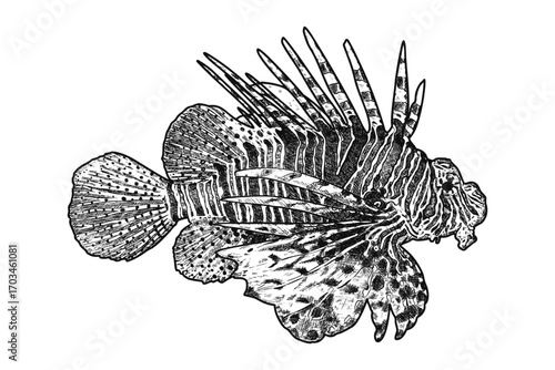 Hand drawn lionfish. Underwater world. Vector illustration
