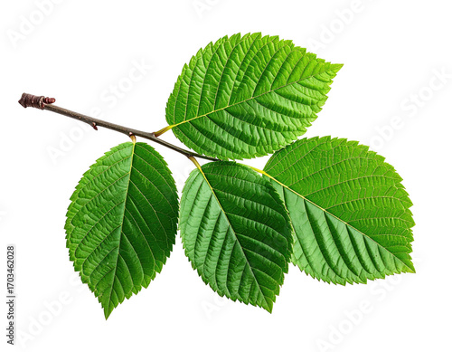 Close-up of a branch with four vibrant green leaves