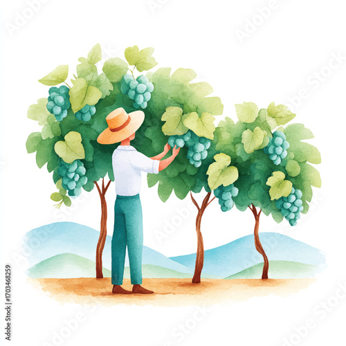 Person harvesting grapes from a lush vineyard in the sunlight.
