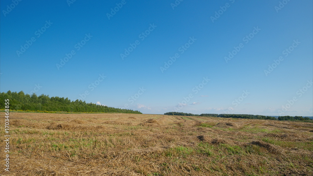 Obraz premium A Vast and Spacious Open Field Spreading Out Beautifully Under a Clear and Bright Blue Sky Overhead