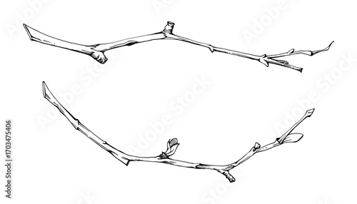 Tree, berry or bush branch twig with no leaves hand drawn vector ink, early spring, late autumn or winter, brown bark, buds. Botanical illustration element isolated on white. Wedding, florist shop.