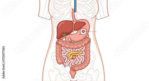 Anatomical illustration of the human digestive system showcasing internal organ locations and