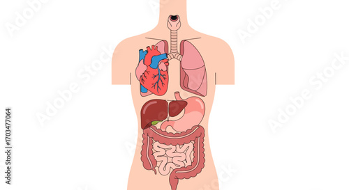 Anatomical illustration showcasing human internal organs within a stylized body figure