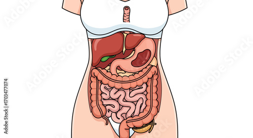 Anatomical illustration showcasing human internal organs structure and body systems