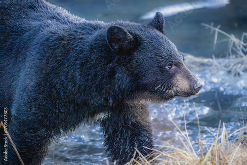 Wallpaper Mural Portrait of a black bear Torontodigital.ca