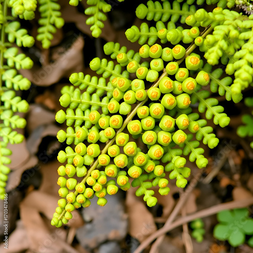 King fern or warts fern are small nodules. They are arranged neatly and have orange spores beneath the leaves. (Called Sori) Beautifully arranged under the fresh green leaf concept and natural backgro