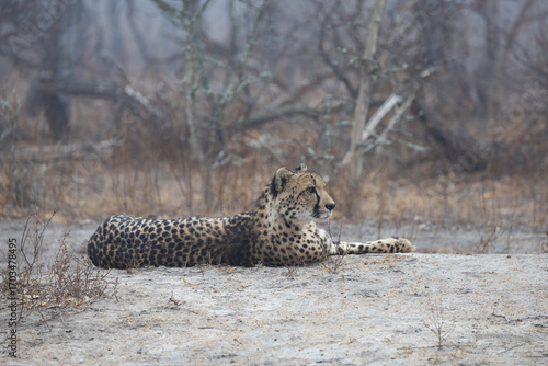 a female cheetah relaxing on a misty morning.