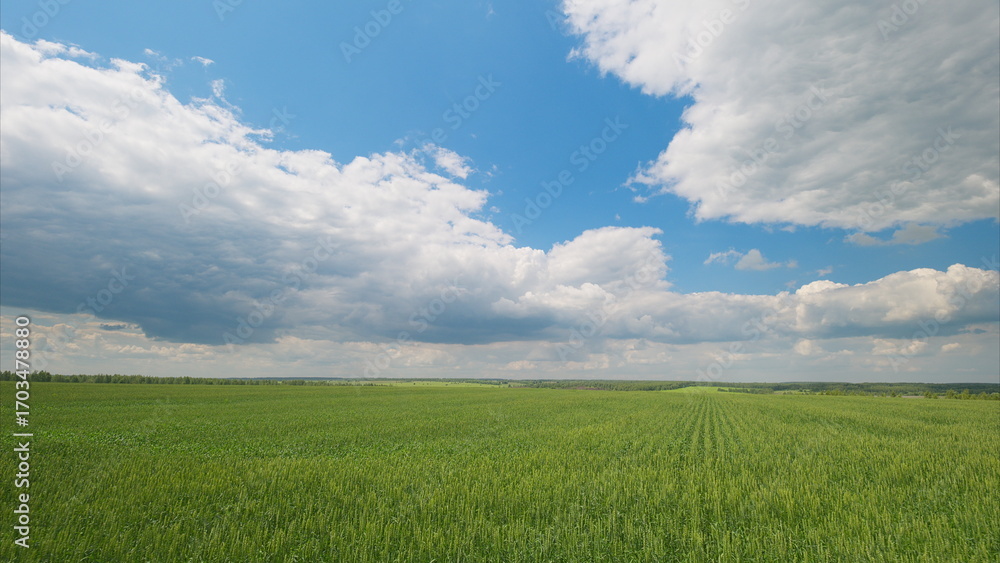 Obraz premium Vast Expansive Green Fields Spread Out Under a Bright Blue Sky with Beautiful Clouds