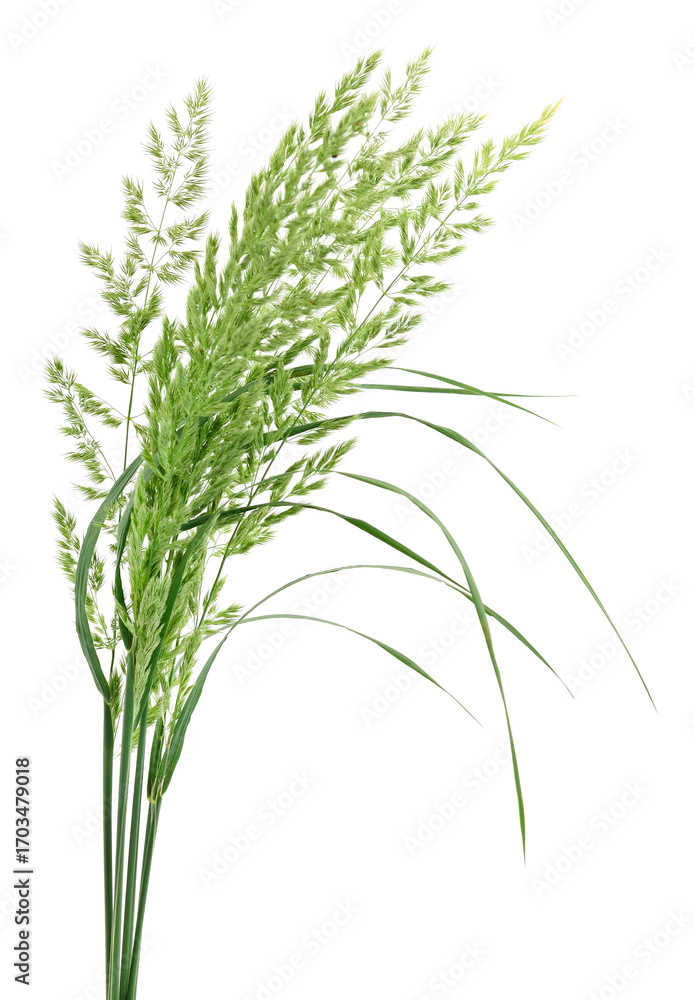 Naklejka premium Green grass spikes isolated on white background