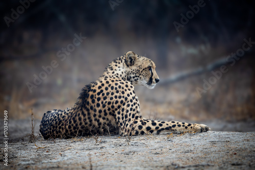 a female cheetah relaxing on a misty morning.