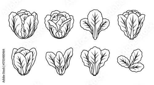Collection of hand drawn leafy greens vegetables in a silhouette style
