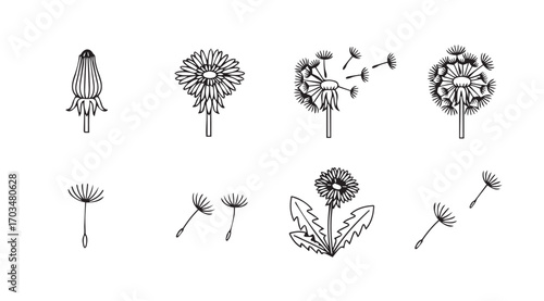 Collection of dandelion seed head silhouettes in various stages of dispersal