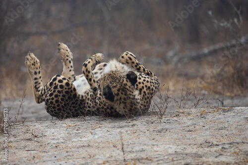 a cheetah rolling on its back