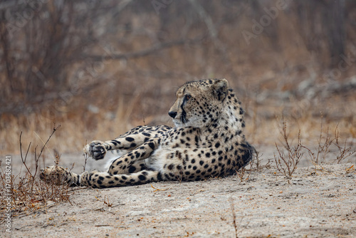 a female cheetah relaxing on a misty morning.