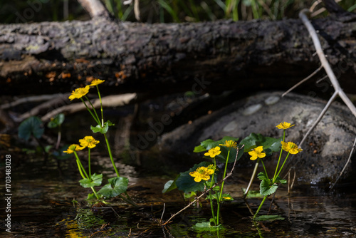 Yellow flowers growing in water in small mountain stream