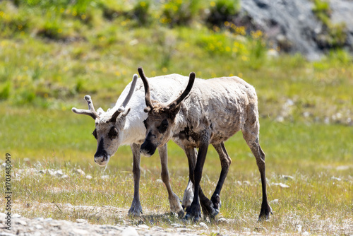 Two reindeer calves on grass on summer day
