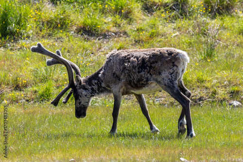 Reindeer with antlers grazing on grass on summer day