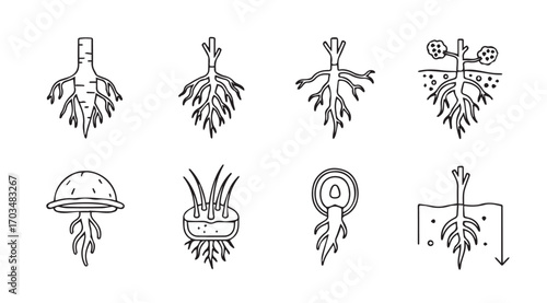 Diagrams illustrating various plant root systems and their structures silhouette