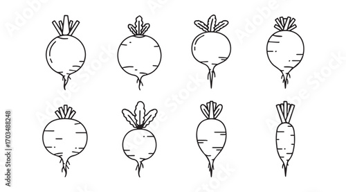 Collection of hand drawn radish vegetables in a silhouette style