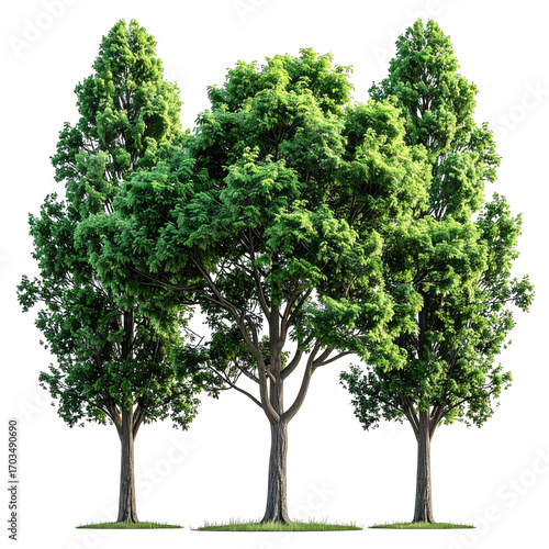 Three lush green trees stand tall, their leafy canopies dense and vibrant.  