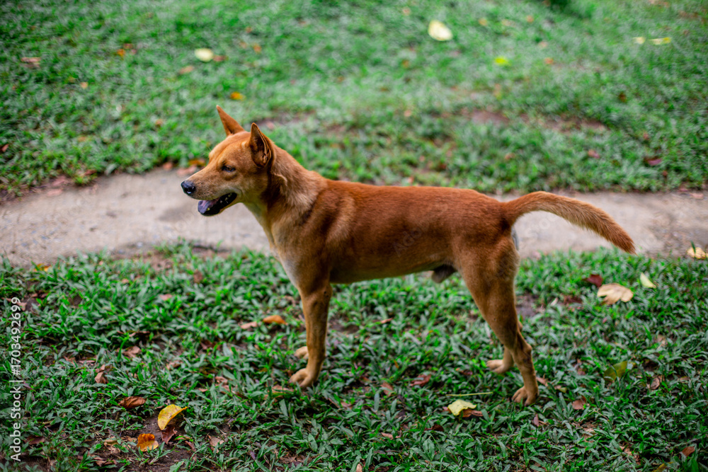 Naklejka premium natural backdrop with large mountains surrounding it,a clear sky with clouds flowing through, cool breeze blowing through the viewpoints at famous tourist attractions.An adventure during the journey.