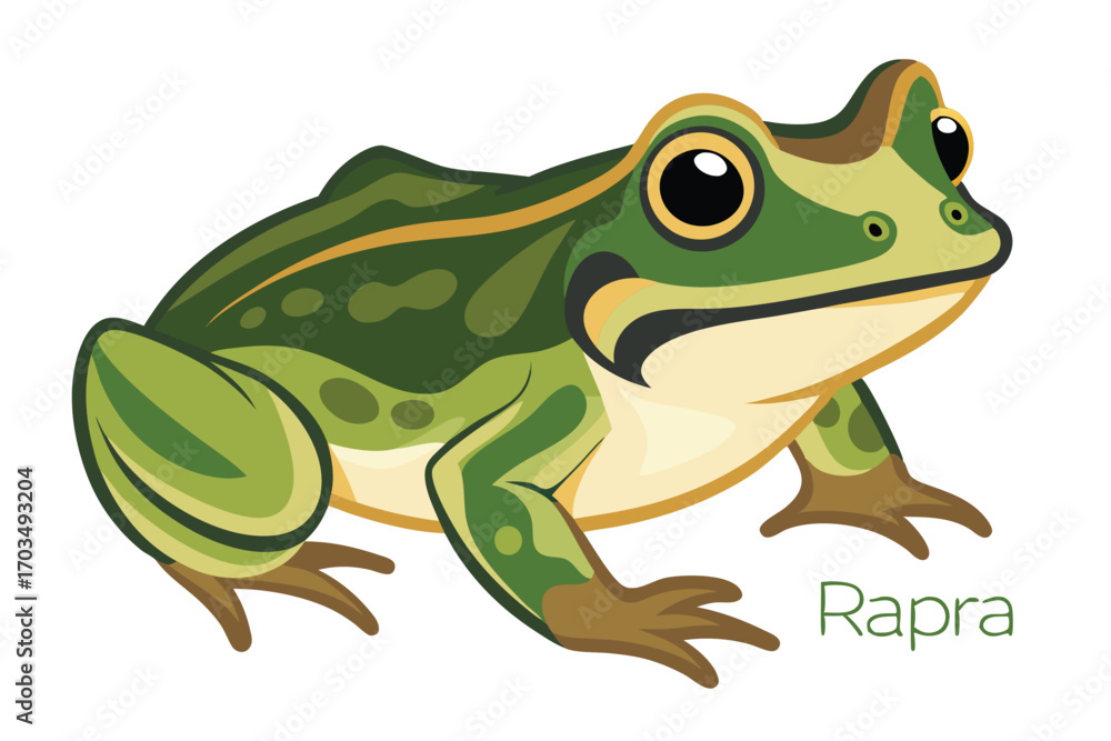 Fototapeta premium Captivating Green Frog Illustration A Detailed Depiction of Nature's Amphibian With Expressive Eyes and Vibrant Color Palette