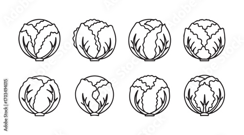 Eight detailed line art illustrations of cabbage heads in silhouette