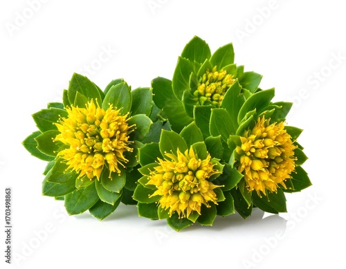 Wallpaper Mural Rhodiola Rosea blooms isolated against white, close up botanical study Torontodigital.ca