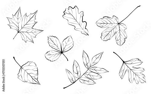 1577_Different autumn leaves in black and white colors isolated on white background