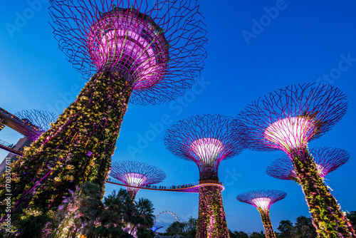 Canvas Print The stunning Supertree Grove at Gardens by the Bay illuminated in purple at night, showcasing Singapore's commitment to sustainable urban design and green innovation, attracting visitors worldwide